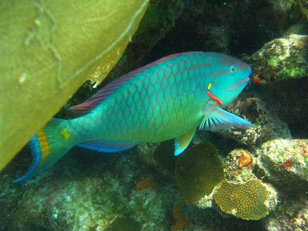 Рыба-попугай в своем пестром наряде по-хозяйски неторопливо проплывает между кораллами и откусывает сильными челюстями приглянувщиеся куски. Фото автора